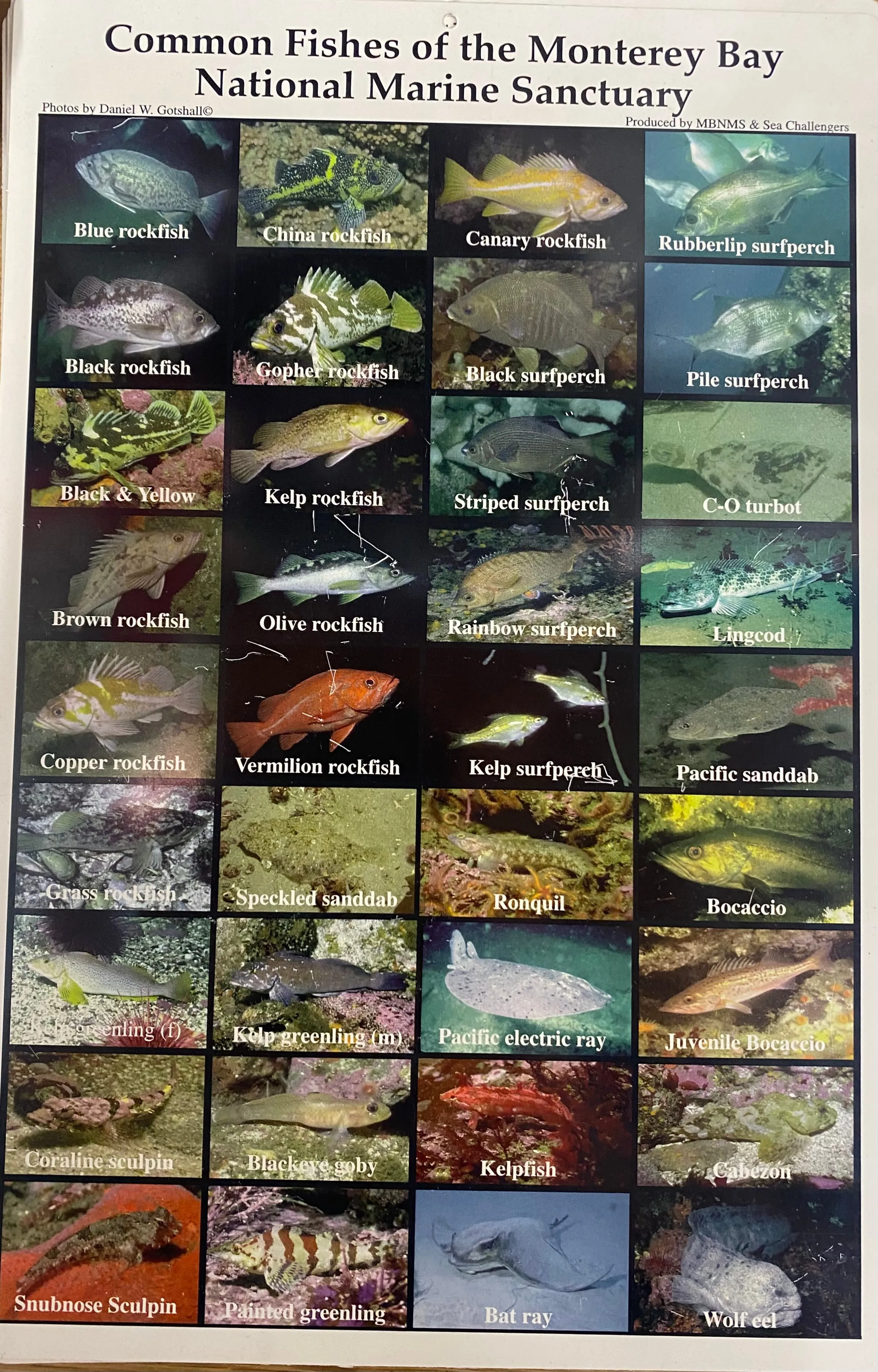 Common Fishes (Laminated)